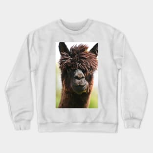 Alpaca Crewneck Sweatshirt